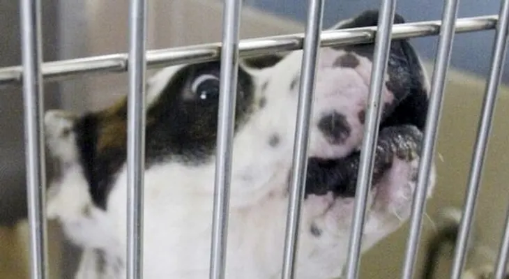Vecinos cachan a hombre en acto sexual con perro en Florida