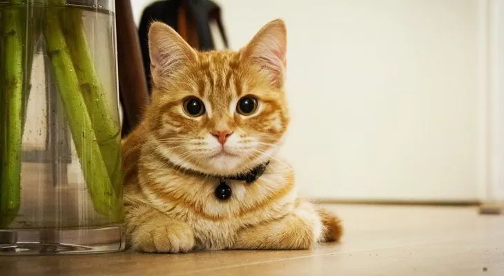 Muere una japonesa al contraer una rara enfermedad al ser mordida por un gato