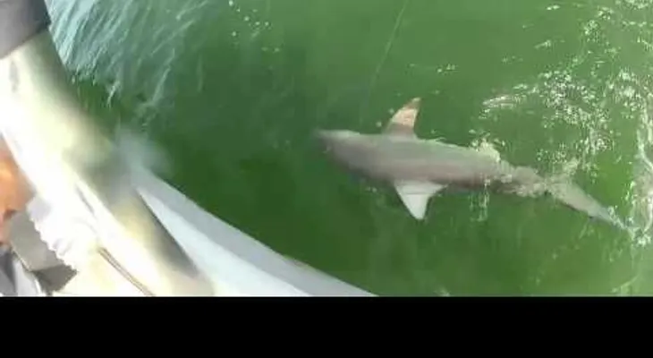 Video de un mero gigante tragándose un tiburón se convierte en viral