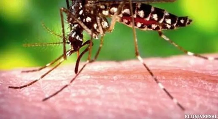 21 muertos y 4.756 infectados en Latinoamérica y el Caribe por la chikungunya 