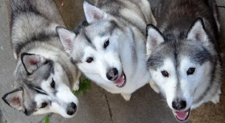 9 tips proteger tu mascota de los ruidos
