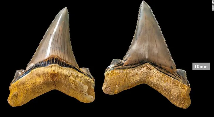 Hombre descubre dientes de un tiburón gigante de hace 25 millones de años