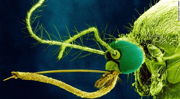 Deteniendo el virus del Zika: el caso de los mosquitos mutantes