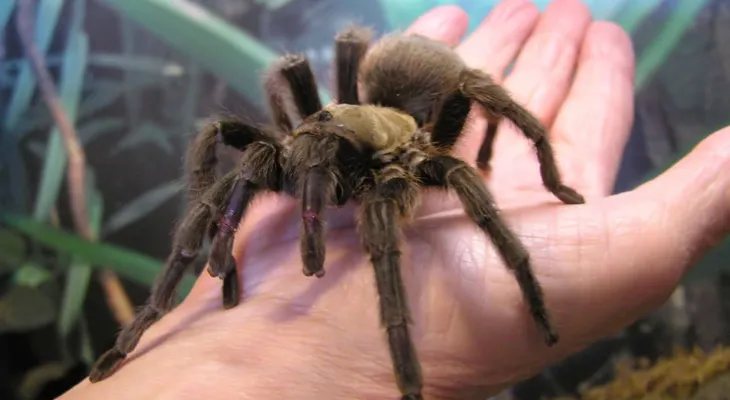 Descubren que el veneno de tarántula ayudaría a tratar el alzhéimer