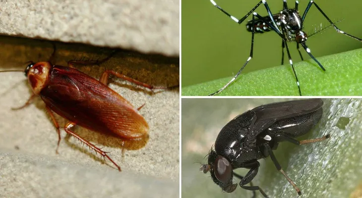 Sabios consejos para alejar moscas, hormigas, cucarachas y otros insectos del hogar