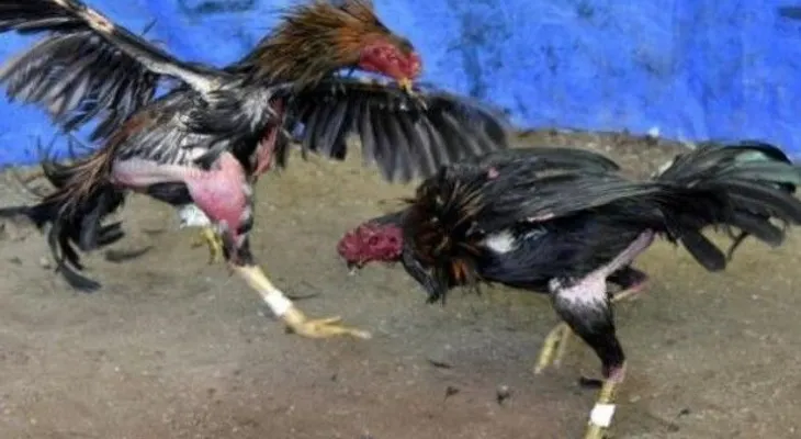 MP ocupa 20 gallos de peleas y cierra gallera clandestina en Dajabón