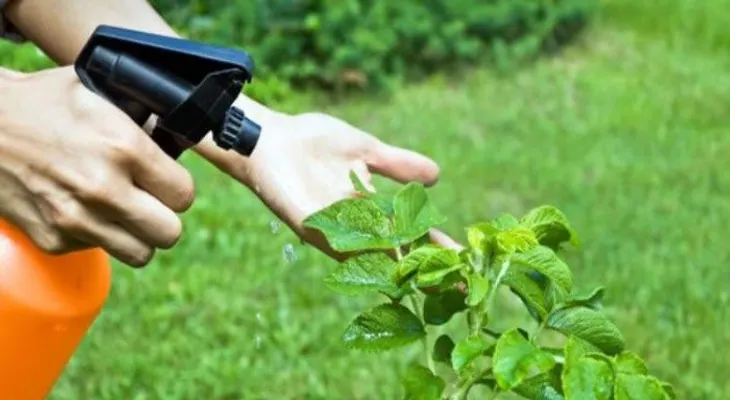 Cómo funcionan los insecticidas orgánicos ¡Mejor explicado imposible!