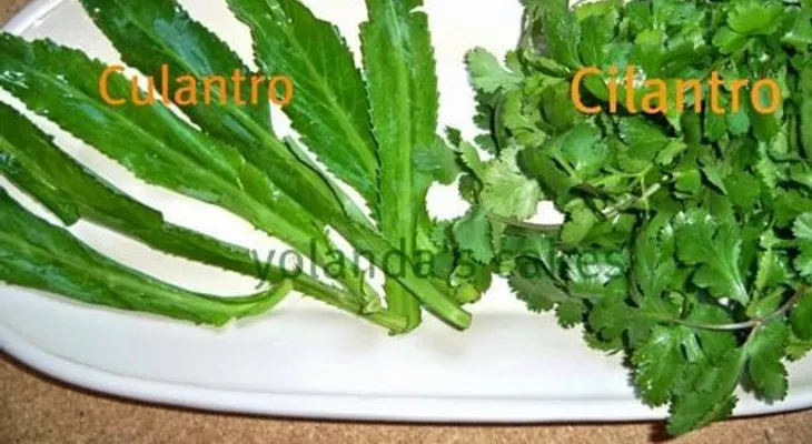 El cilantro ancho para que no sufra más de mal aliento o halitosis