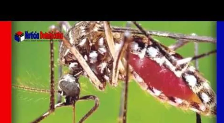 Virus del Zika; como se transmite  (VIDEO)