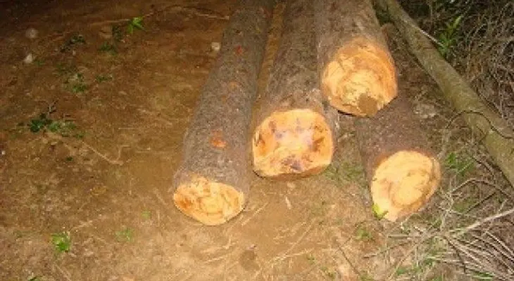 FALCONDO insta a investigar tala de árboles en Loma Miranda