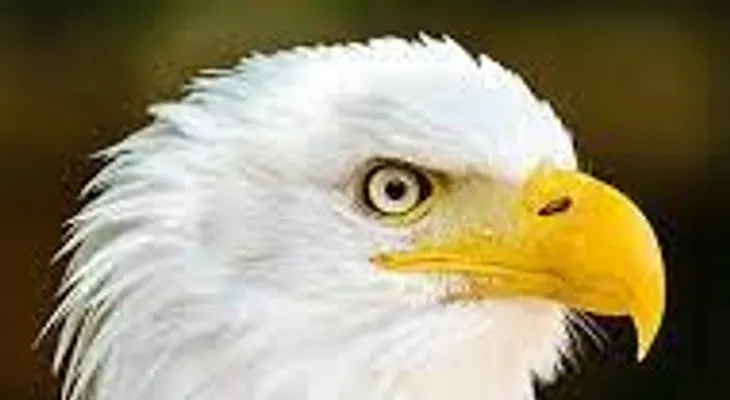 Las Aguilas han mostrado un equipo de alitas cortas