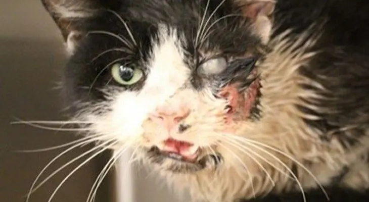 Gato sale de tumba 5 días después