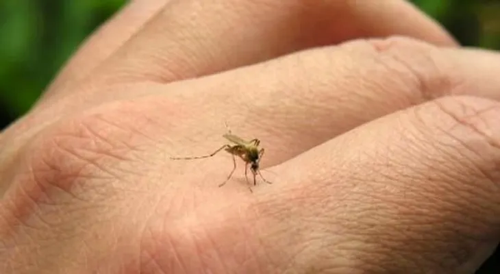 Salud Miranda atribuye descenso de dengue y chikungunya a fumigaciones