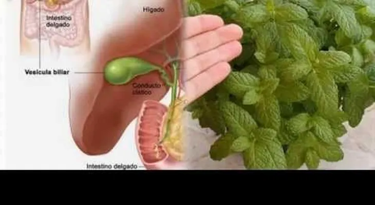 Remedio casero: Infusión de hierbabuena (VIDEO)