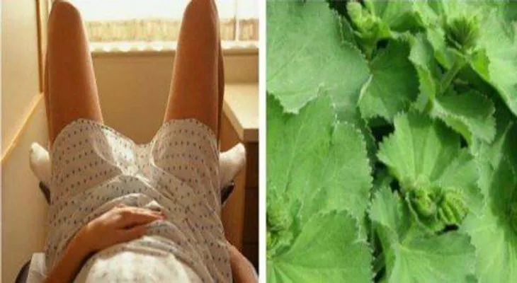 Si las mujeres conocieran esta planta, no necesitarían un ginecólogo !