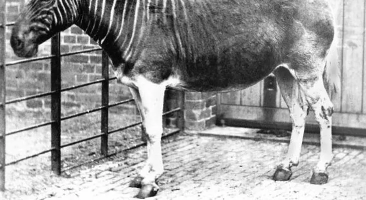 Reviven al Quagga, un raro animal extinto hace 100 años