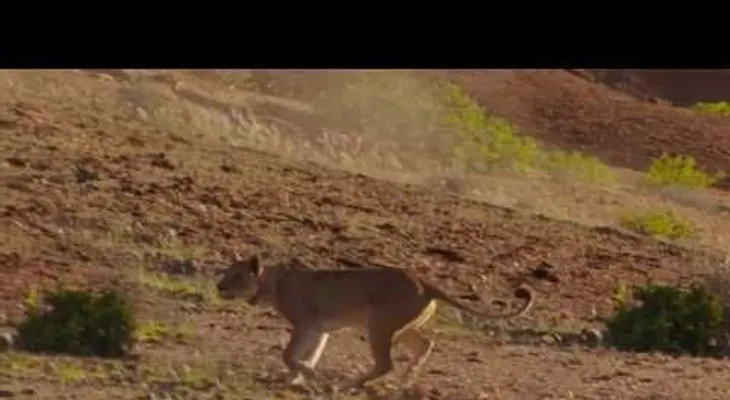 Un espectacular VIDEO de una jirafa defendiéndose del ataque de un grupo de leones