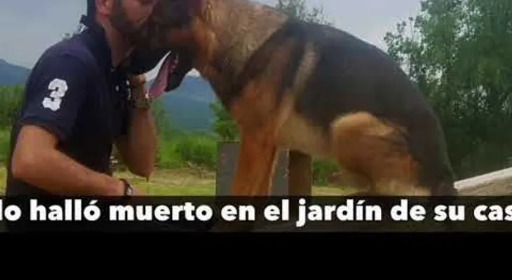 Envenenan al heroico perro que salvó vidas humanas tras terremotos en Italia