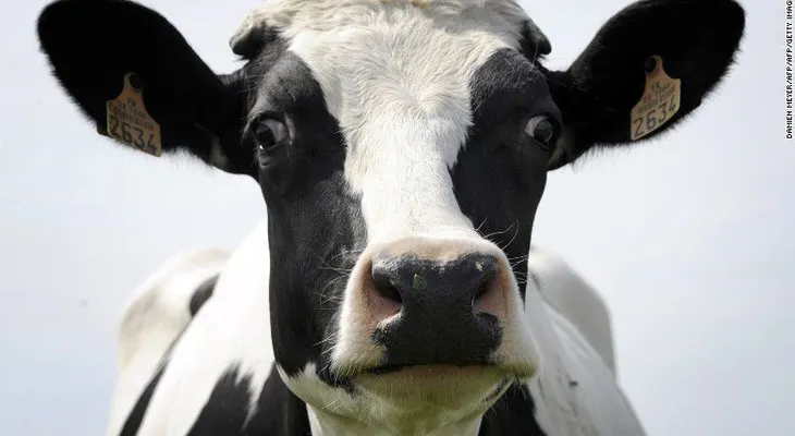 Así es como los animales pueden transmitirte la tuberculosis