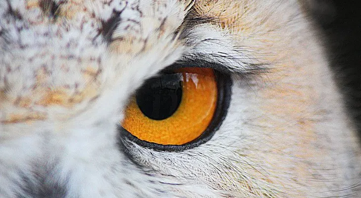 Científicos crean una cámara para reproducir la visión de las aves