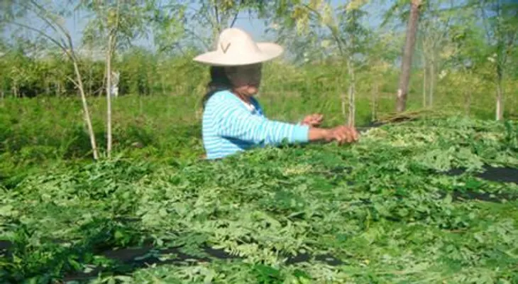 Moringa. El alimento más completo en el mundo 