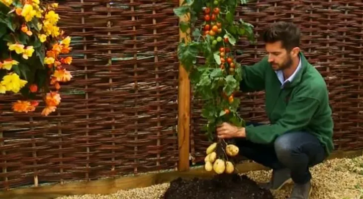 TomTato, la planta que da papas y tomates