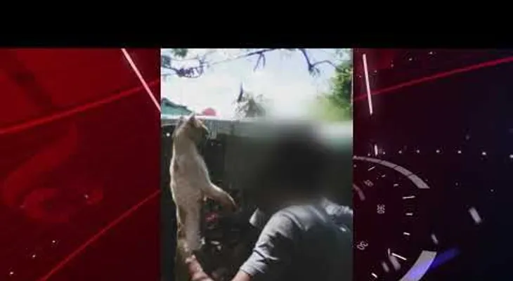 Frituras de San Juan en República Dominicana, venden carne de gato más que la de pollo y cerdo, según denuncia