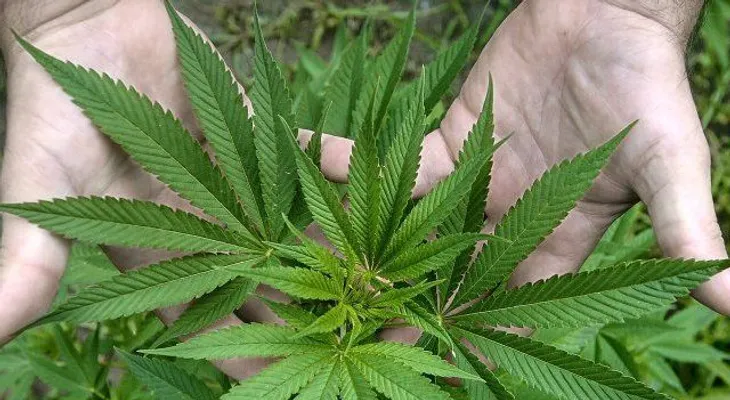 Decomisan un vivero de marihuana en La Victoria