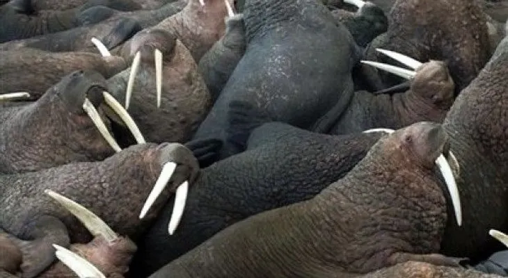 Una cámara web muestra en tiempo real a las morsas en Alaska 