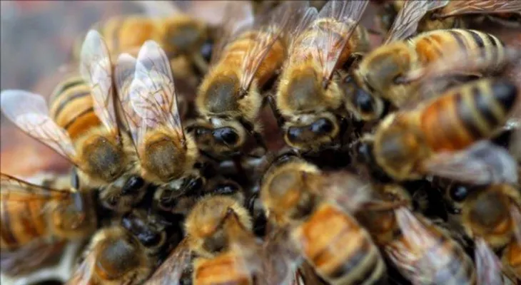 El descenso de abejas salvajes amenaza la polinización de cultivos en EE.UU.