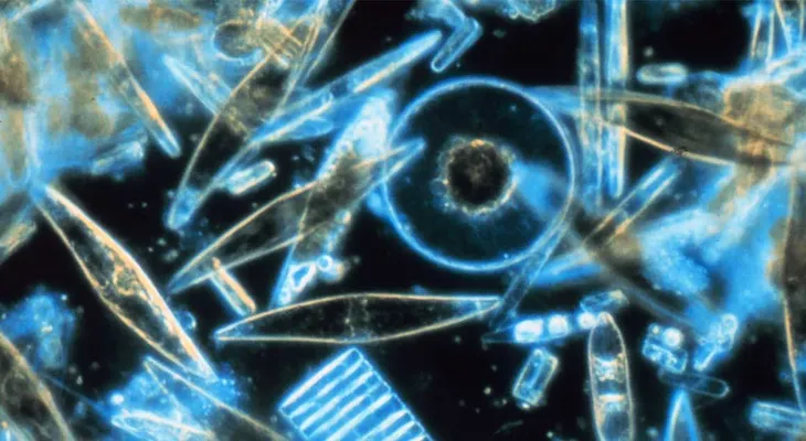 Desarrollaron alga que mata 90% células cancerígenas sin dañar las sanas