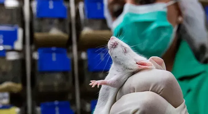 Un fármaco que regenera células madre alarga la esperanza de vida en ratones