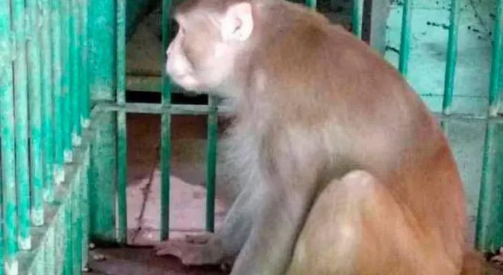 Mono alimentado con alcohol mata hombre y hiere a 250 personas en India