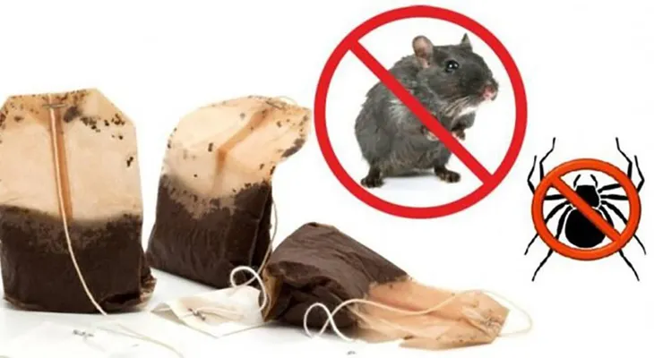 ¡Ya no tires las bolsas de té! Pueden ser la solución a las plagas de tu casa