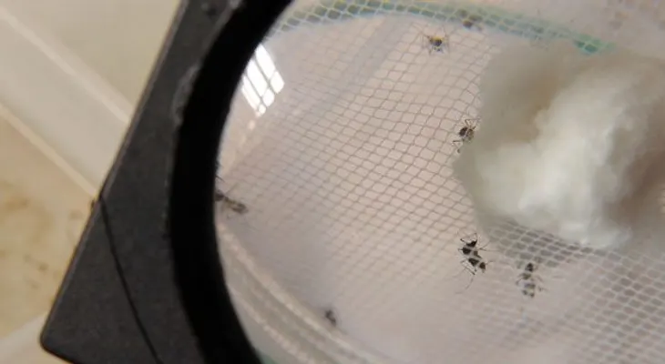 Según la OPS, en RD hay 40 mil personas con el virus de la chikungunya
