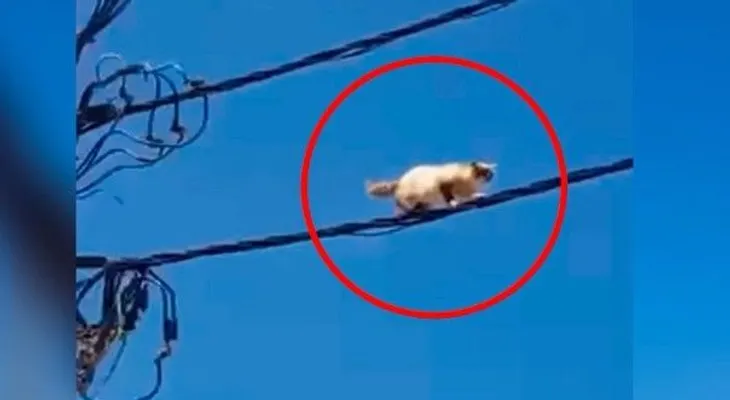 Bomberos "cojen lucha", rescatando un Gato en un cable de luz
