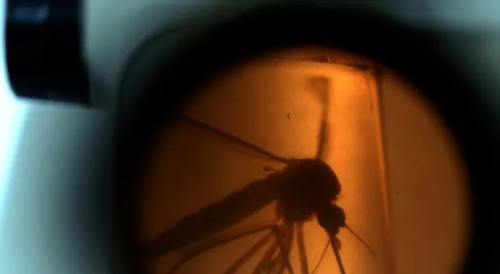 Computan el primer caso de contagio de zika de una mujer a un hombre por vía sexual