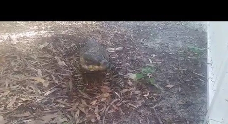 Un ejemplo perfecto de cómo NO hay que alimentar a un reptil