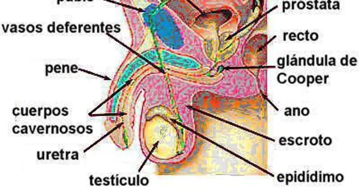 Cáncer de próstata podría afectar 29 % hombres de Las Matas de Farfán