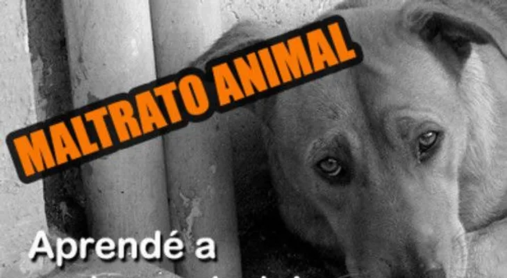 ¿Cómo prevenir el maltrato animal?