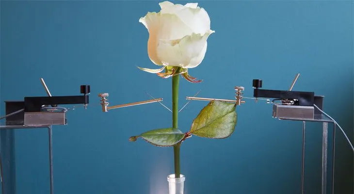 Den la bienvenida a las primeras flores electrónicas del mundo