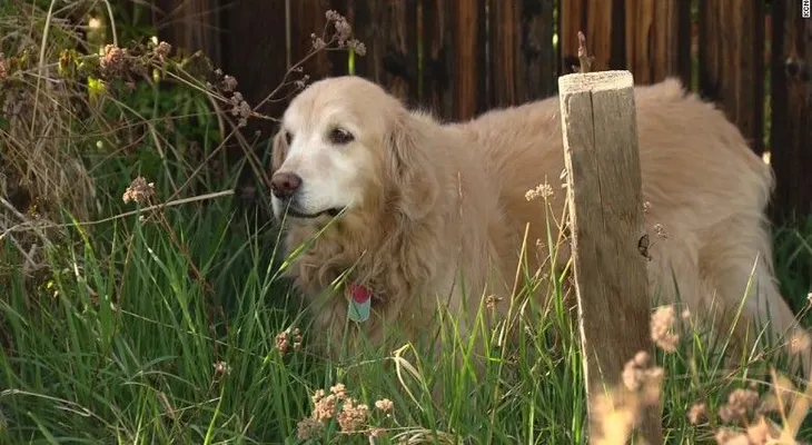 Cuidado: consumir marihuana puede ser un peligro para las mascotas