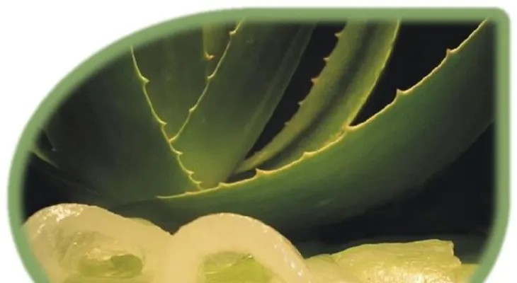 Aloe Vera o sábila: Para la eterna juventud