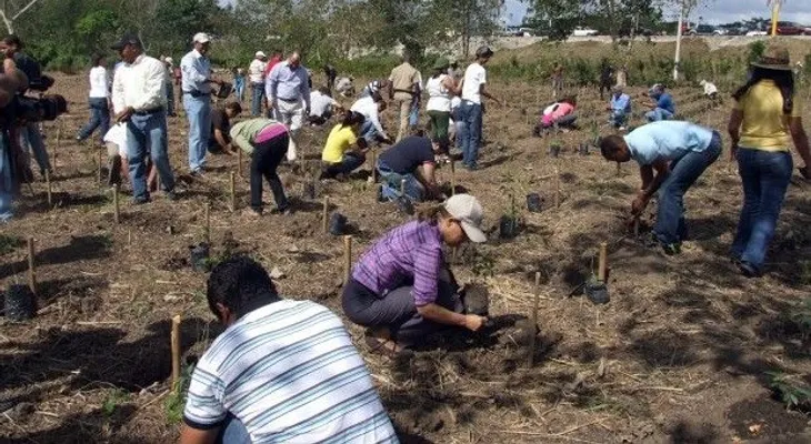 Medio Ambiente anuncia plantarán 2 millones de árboles en un mes