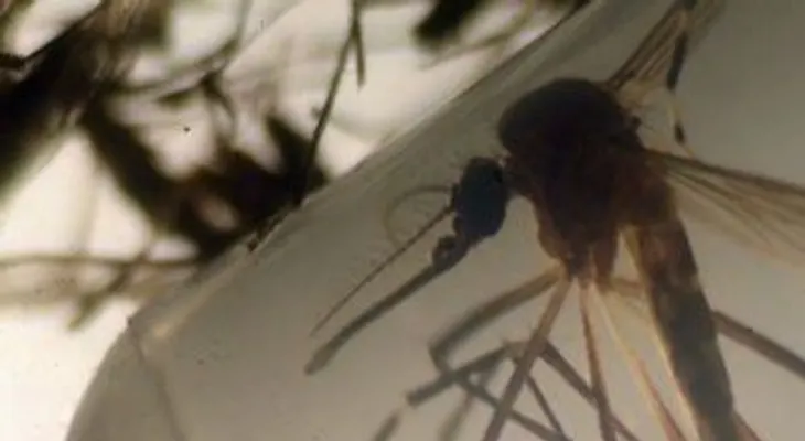 La edición genética puede controlar el mosquito del zika, según un estudio 