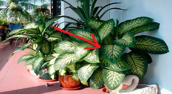 Esta maldita planta casi mata a mi hija y es muy posible que la tengas en tu casa