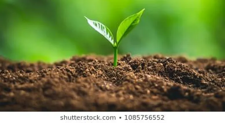¿Por qué la mayoría de las plantas son verdes? Te contamos