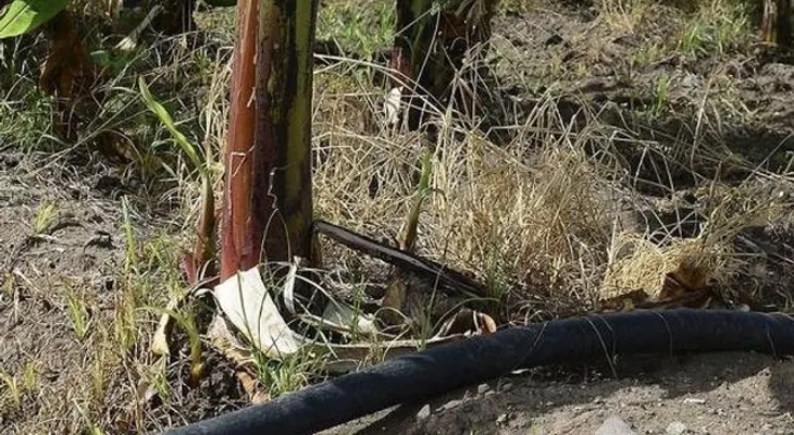 4 municipios de Puerto Rico declarado zona de desastre por sequía