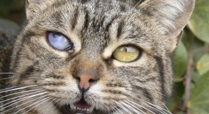 Peligroso parásito que te pueden contagiar los gatos