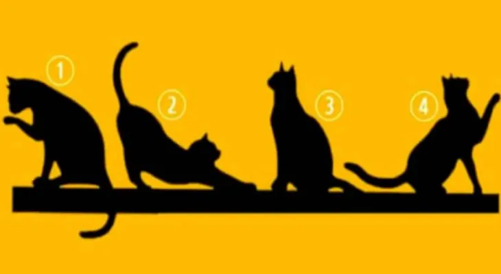 Escoge un gato y te revelamos algo importante de tu personalidad